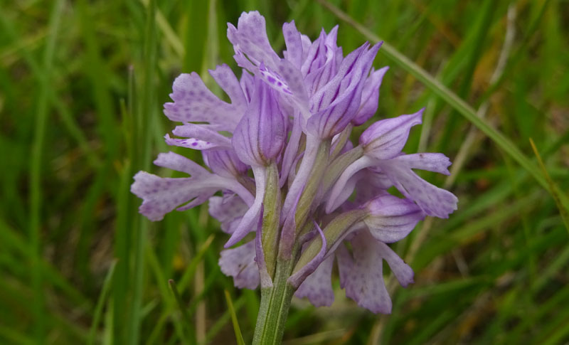 Neotinea tridentata - Cimone (TN)